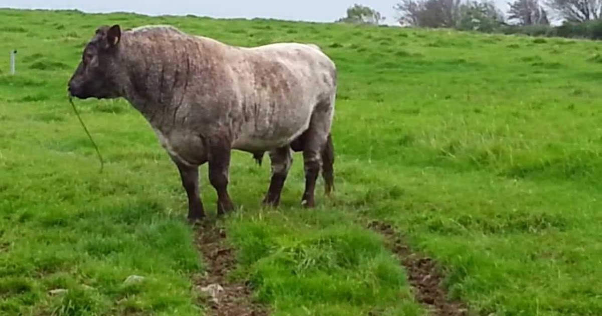 Shorthorn Cattle Advantages and Disadvantages, Facts, Price
