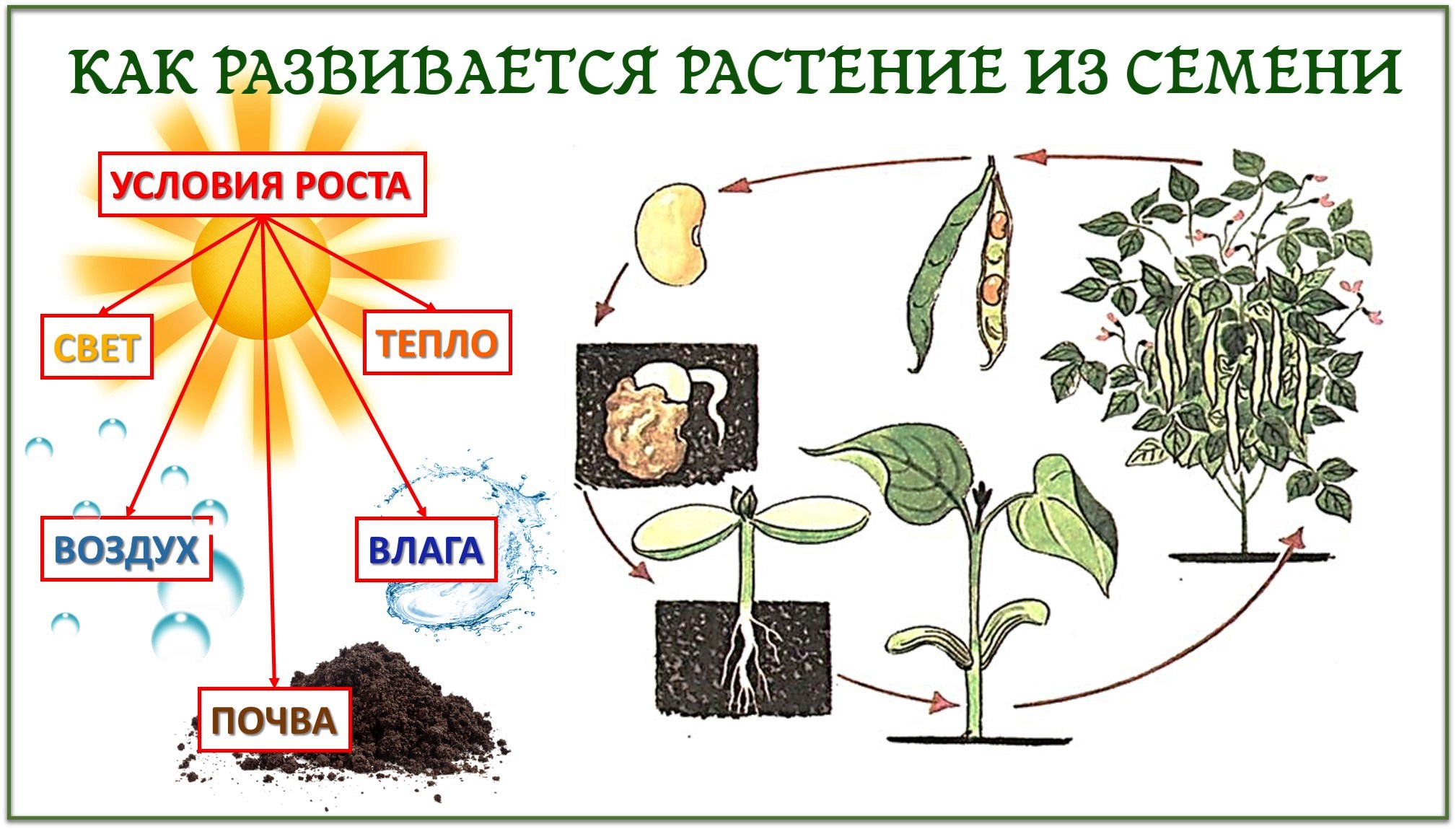 В чем особенность процесса роста у растений. Условия роста и развития растений. Схема роста растения. Этапы развития растения из семени. Этапы жизни растений.