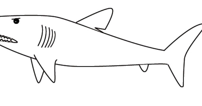 57 Info Baru Gambar Sketsa  Hewan Ikan  Hiu