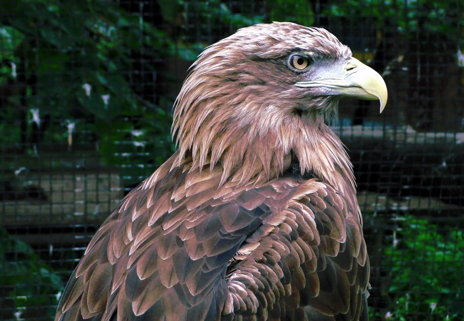 El águila real: un habilidoso depredador en el reino animal