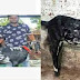 18 महीने पाले, 22 लाख रुपये में बेचे तीन बकरे