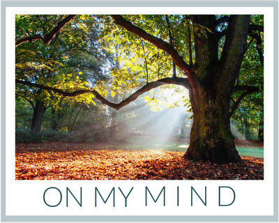 Large oak tree in autumn ♥ KitchenParade.com.