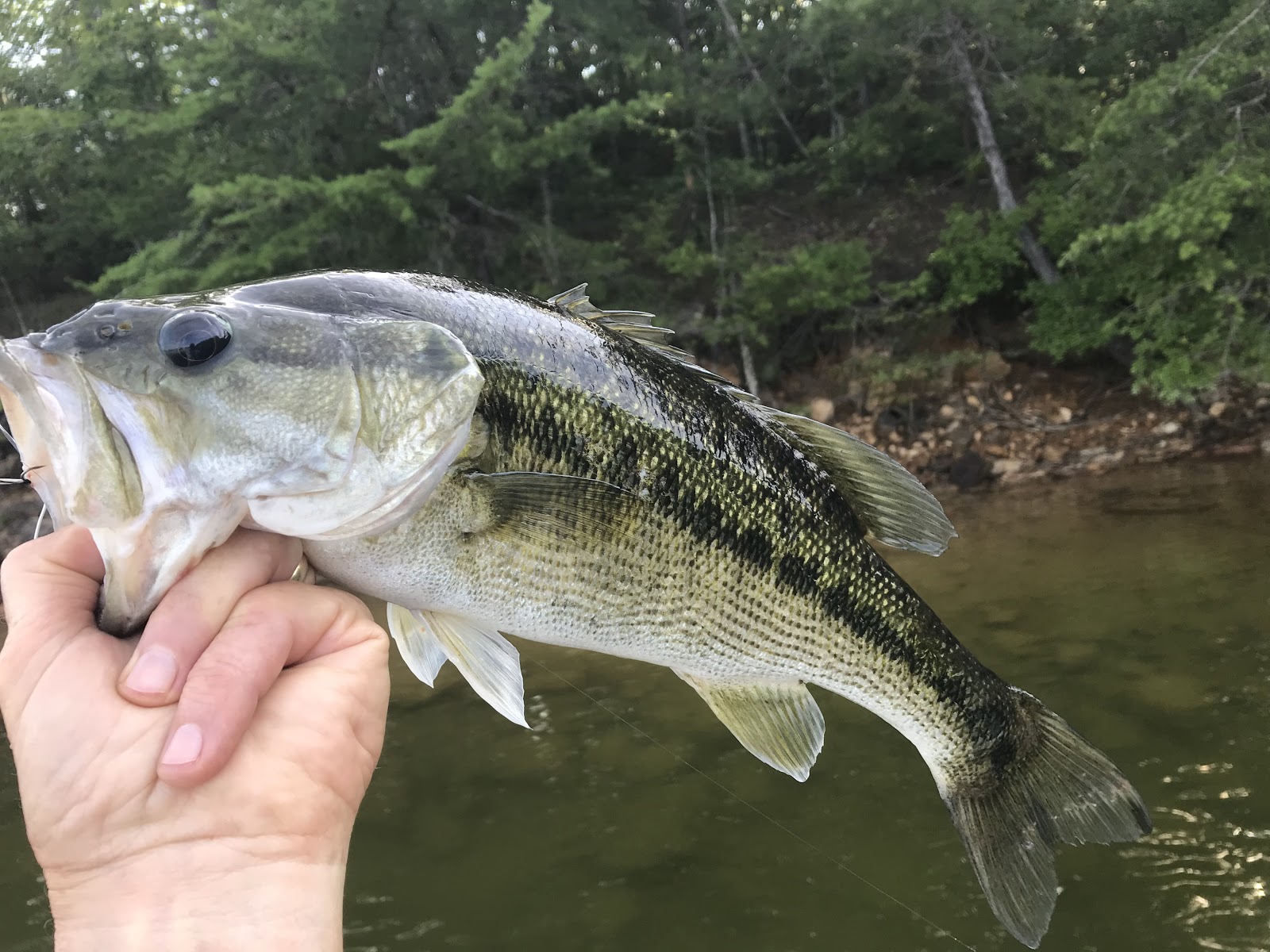 Fishing Through Life Landing a Hugh Spotted Bass