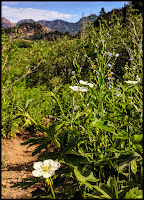 Hardy White Geranium Flower alongside the trail looking North towards Big Cottonwood Canyon Hardy White Geranium Flower alongside the trail looking North towards Big Cottonwood Canyon