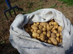 Мішки з картоплею