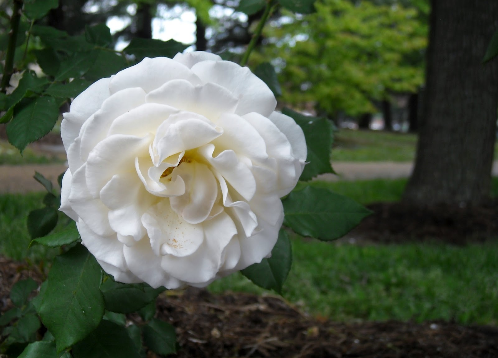 Madison's Photo Stop White Fluffy Flower