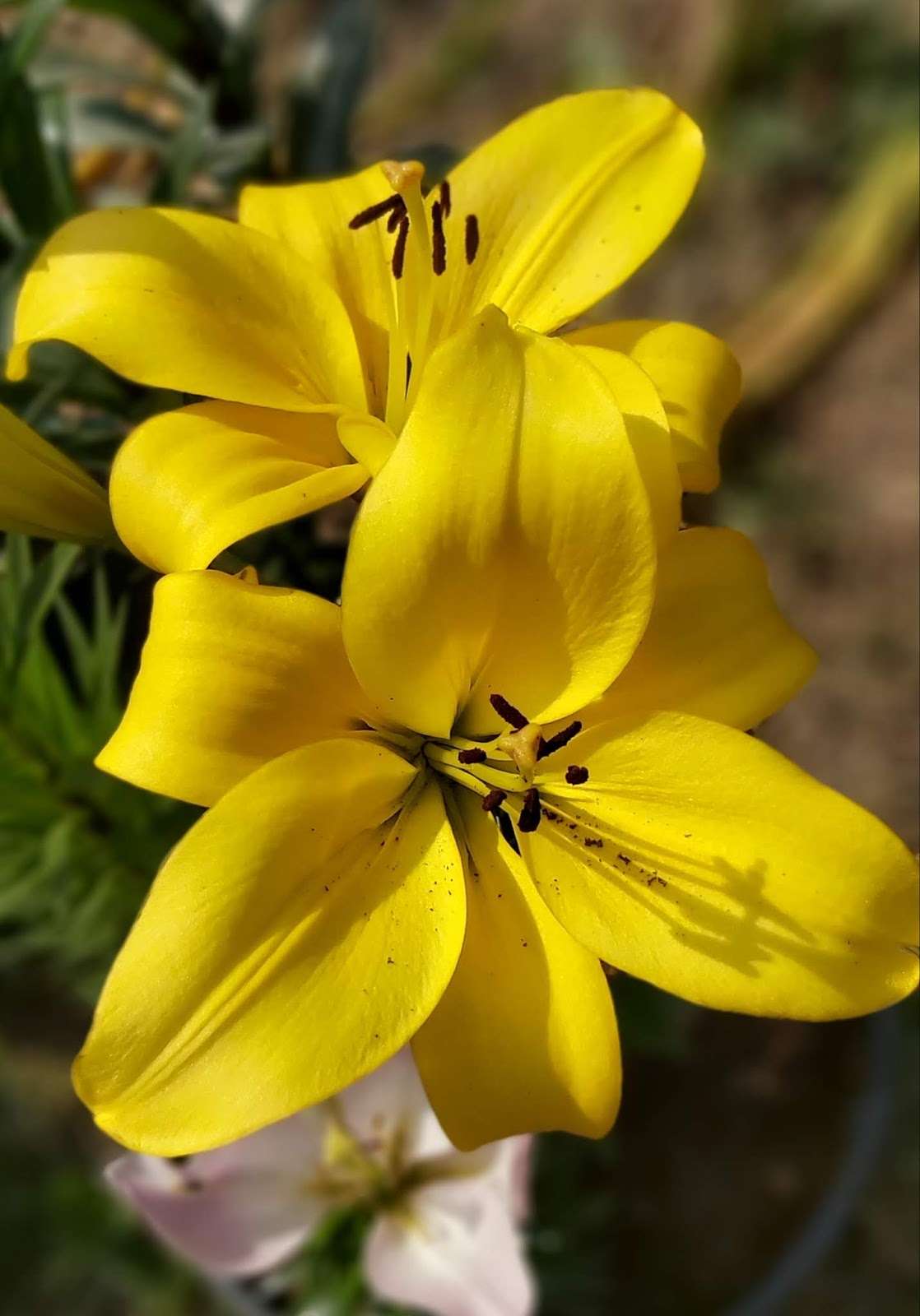 Jaipur Garden Growing Asiatic Lily in pot