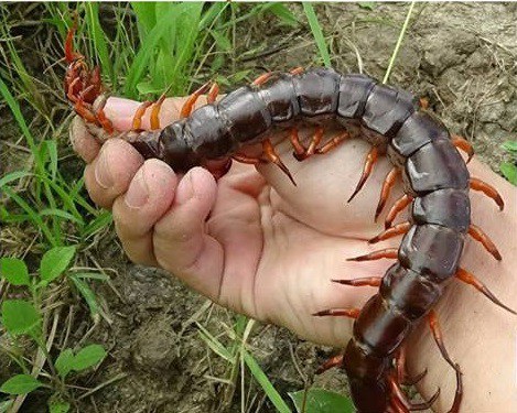 centipede bite