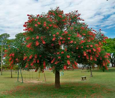 Details 100 picture leyenda del arbol del ceibo