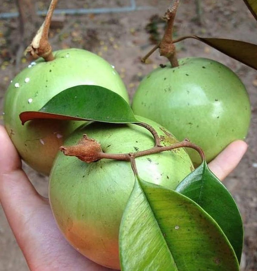 Bibit Buah Kenitu Sawo Durian Berkwalitas Harga Terjangkau Jakarta