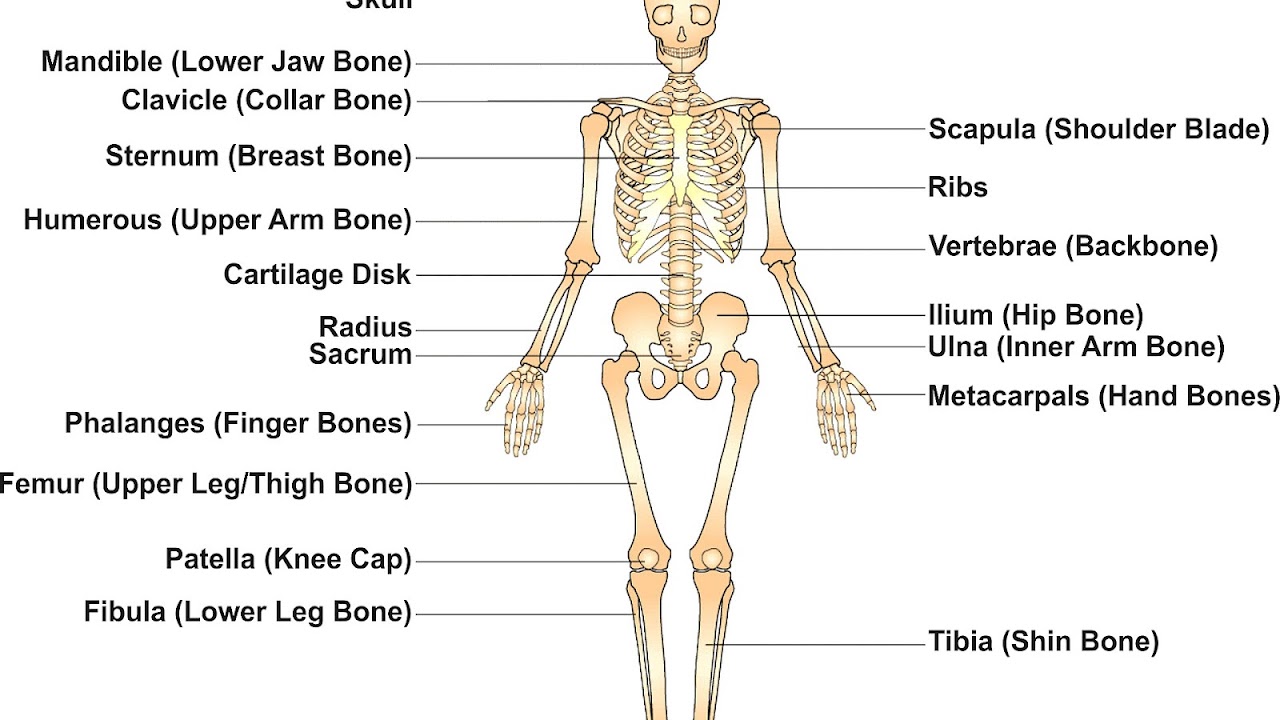 Bone Chart With Names