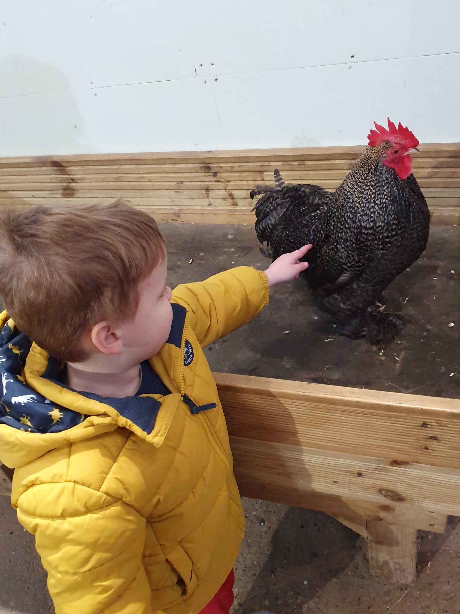 Bocketts Farm Park Leatherhead