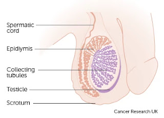 Scrotum