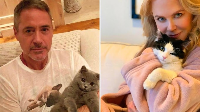 30 pictures of cat-loving celebrities with their cats
