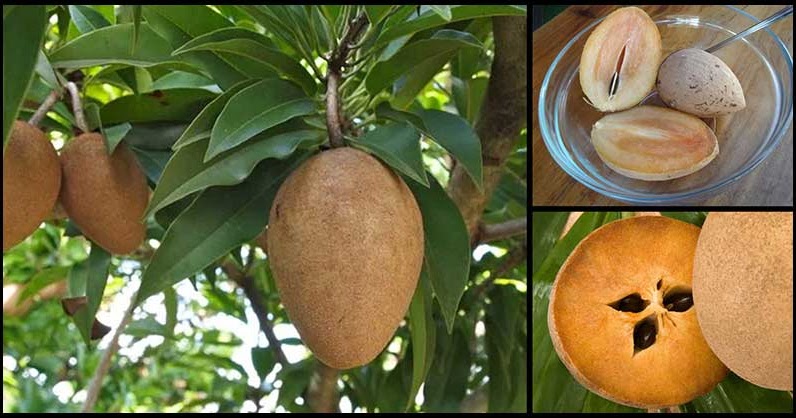 chico fruit skin hair benefits sapodilla smelling