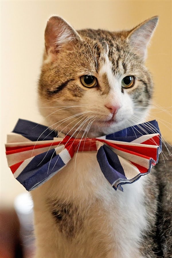 20 Adorable cats wearing ties Amazing Creatures