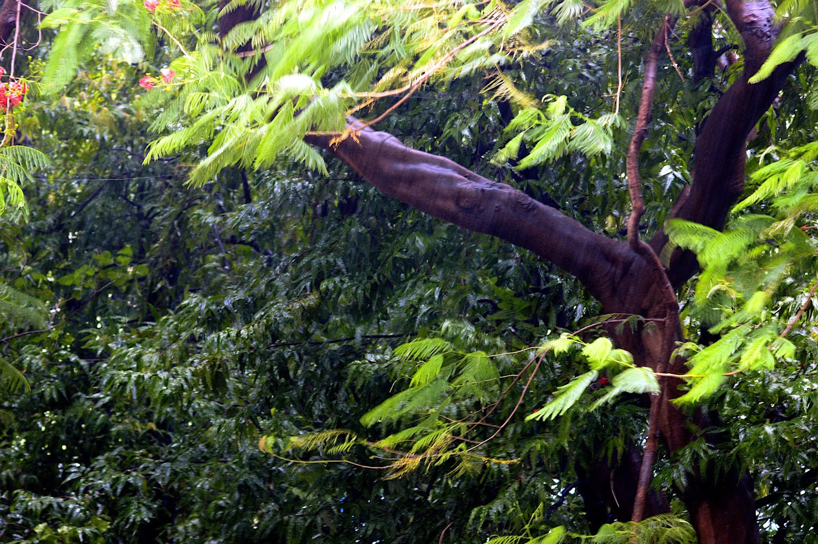 The Aftermath of Wind and Rain: Storms Follow Dust