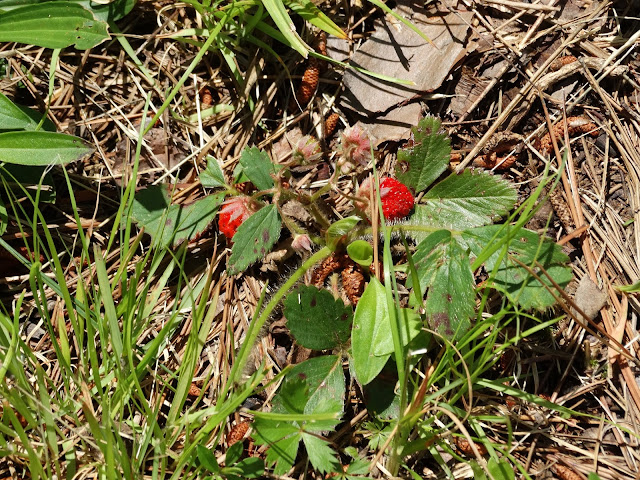 Blessings of a Stay at Home Mom: Walking around our yard, an abandoned