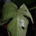 Monstera deliciosa variegata - Update
