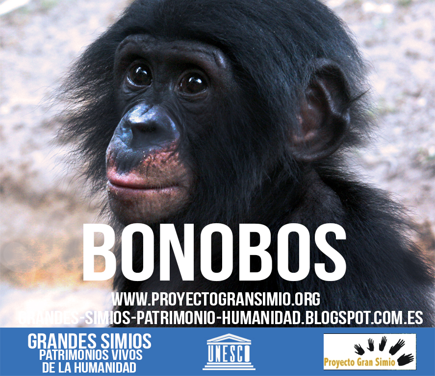 GRANDES SIMIOS PATRIMONIOS VIVOS DE LA HUMANIDAD: PROYECTO GRAN SIMIO ...