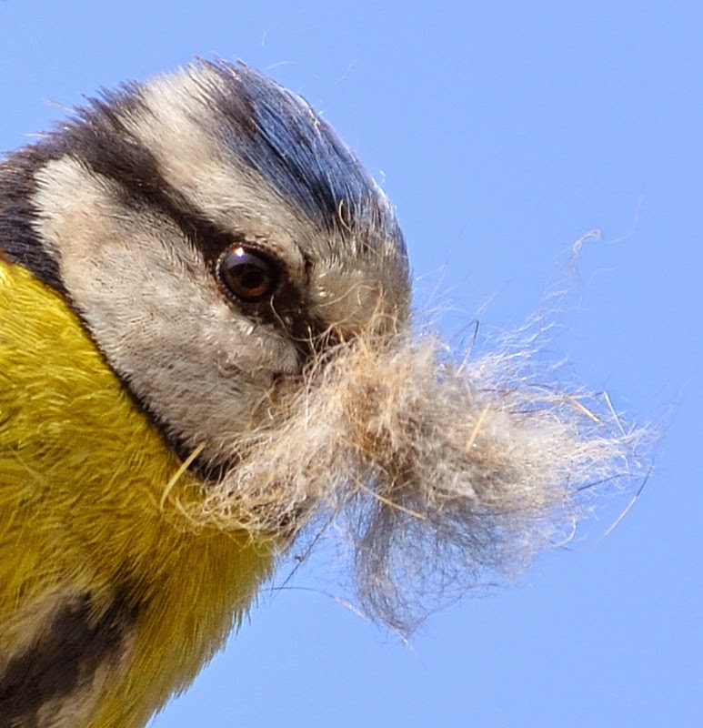Blue Tit in disguise!