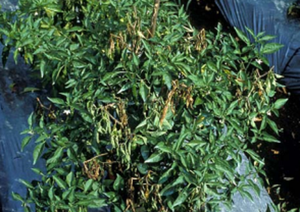 Choeanephora blight/ wet rot OF Chilli