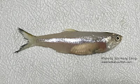 Spined Anchovy