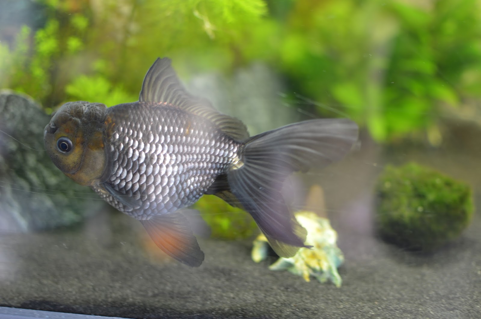 Misuzu's Fancy Goldfish My Fancy Goldfish