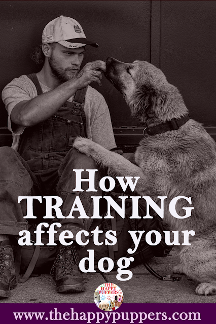 How training affects your dog