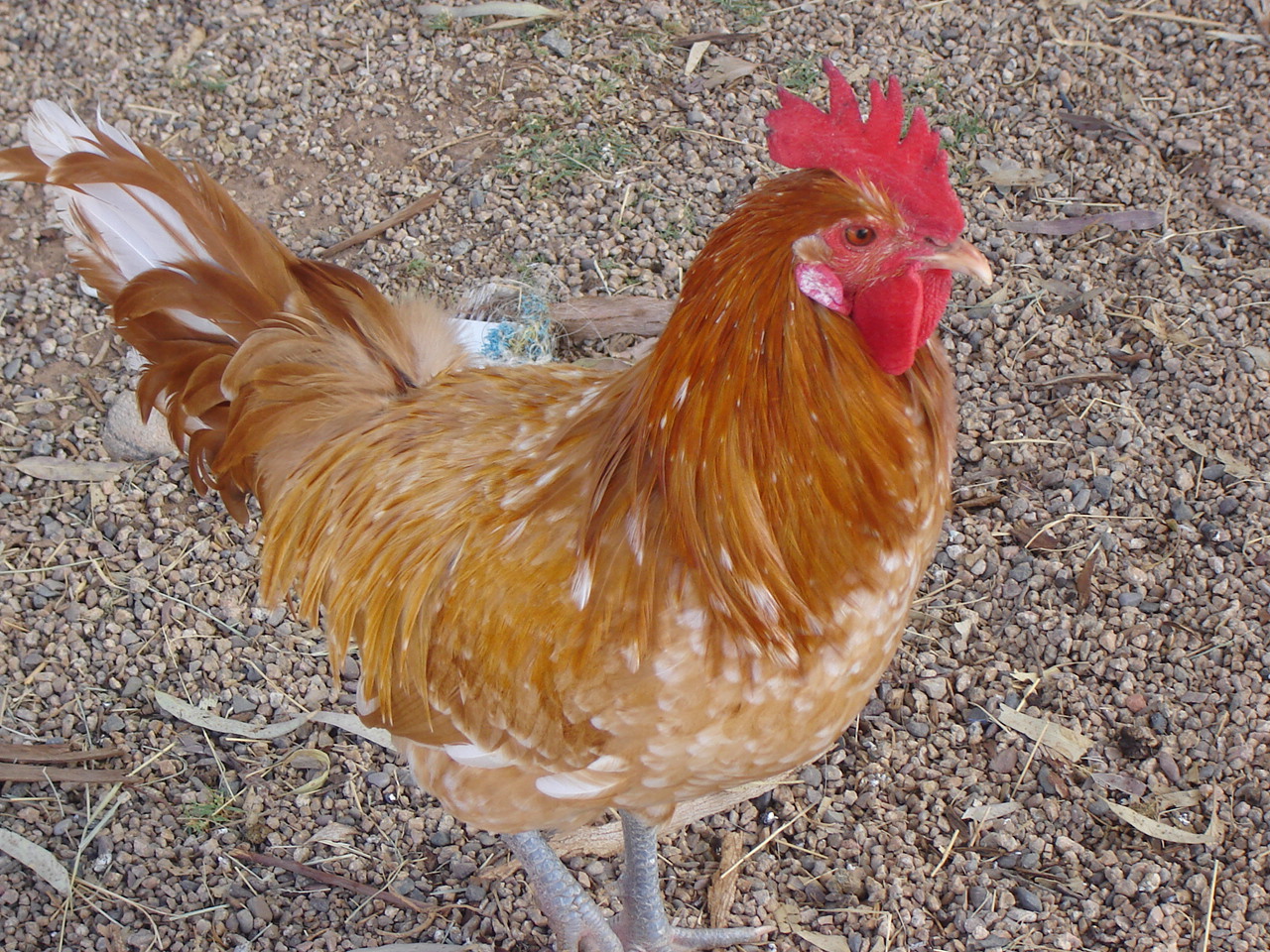 Aloha Chickens: The Mysterious Orange Color