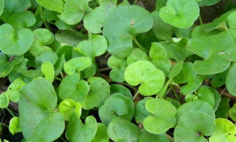 FARE KULAĞI (Dichondra repens)