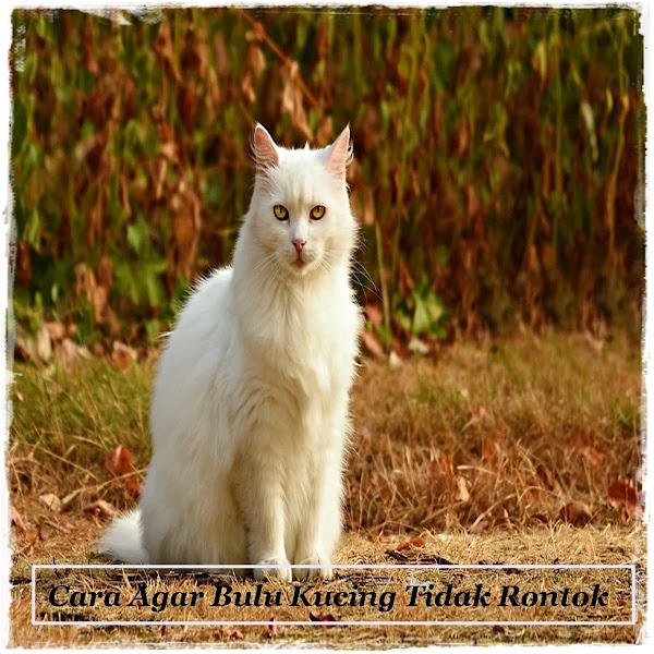 Cara Agar Bulu Kucing Tidak Rontok