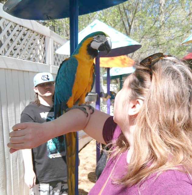 See Parrots on Vacation or Field Trip Visit Parrot Mountain Tennessee Adventures of Kids