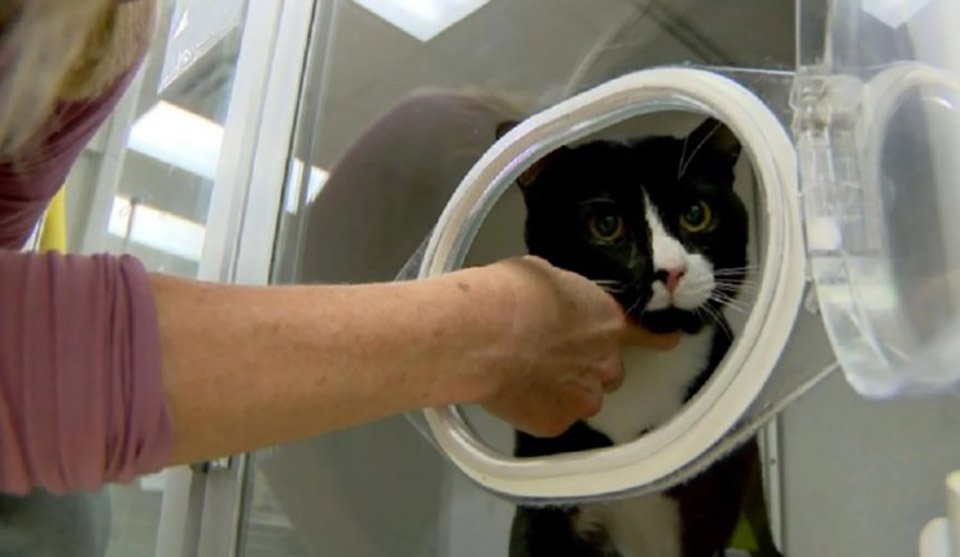 Gato cae en una lavadora y sobrevive a un ciclo de lavado - Oxitocina