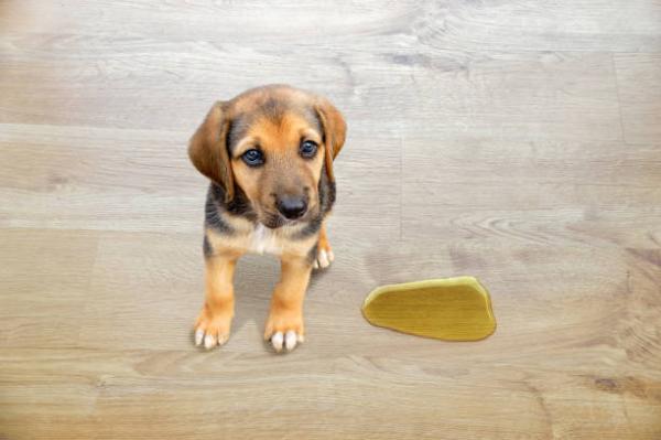 perro se mea dentro de casa
