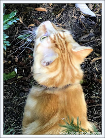 50 Shades of Ginger on The Sunday Selfies @BionicBasil® Ginger Cat Appreciation Day - Fudge