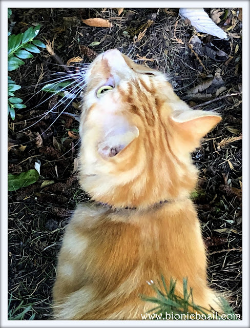 50 Shades of Ginger on The Sunday Selfies @BionicBasil® Ginger Cat Appreciation Day - Fudge