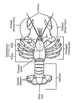 Love for Cooking: Buttered Garlic Rock Lobster