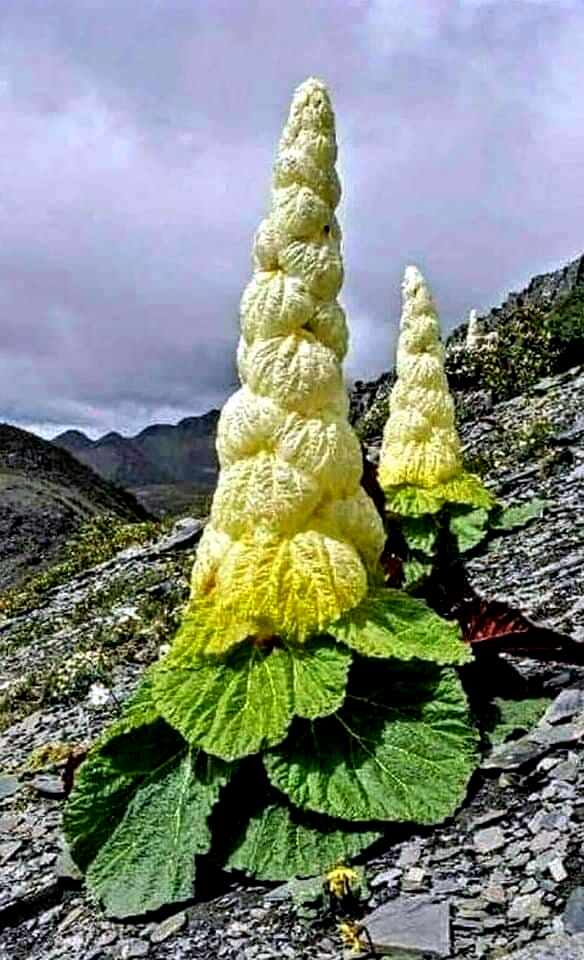 تبت کا انوکھا تبت کا انوکھا