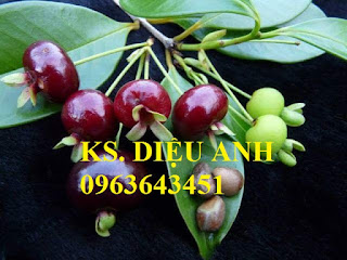 Cung cấp cây giống, cây trưởng thành cherry anh đào, cherry Mỹ, cherry Brazil, cherry nhiệt đới xịn Cung cấp cây giống, cây trưởng thành cherry anh đào, cherry Mỹ, cherry Brazil, cherry nhiệt đới xịn