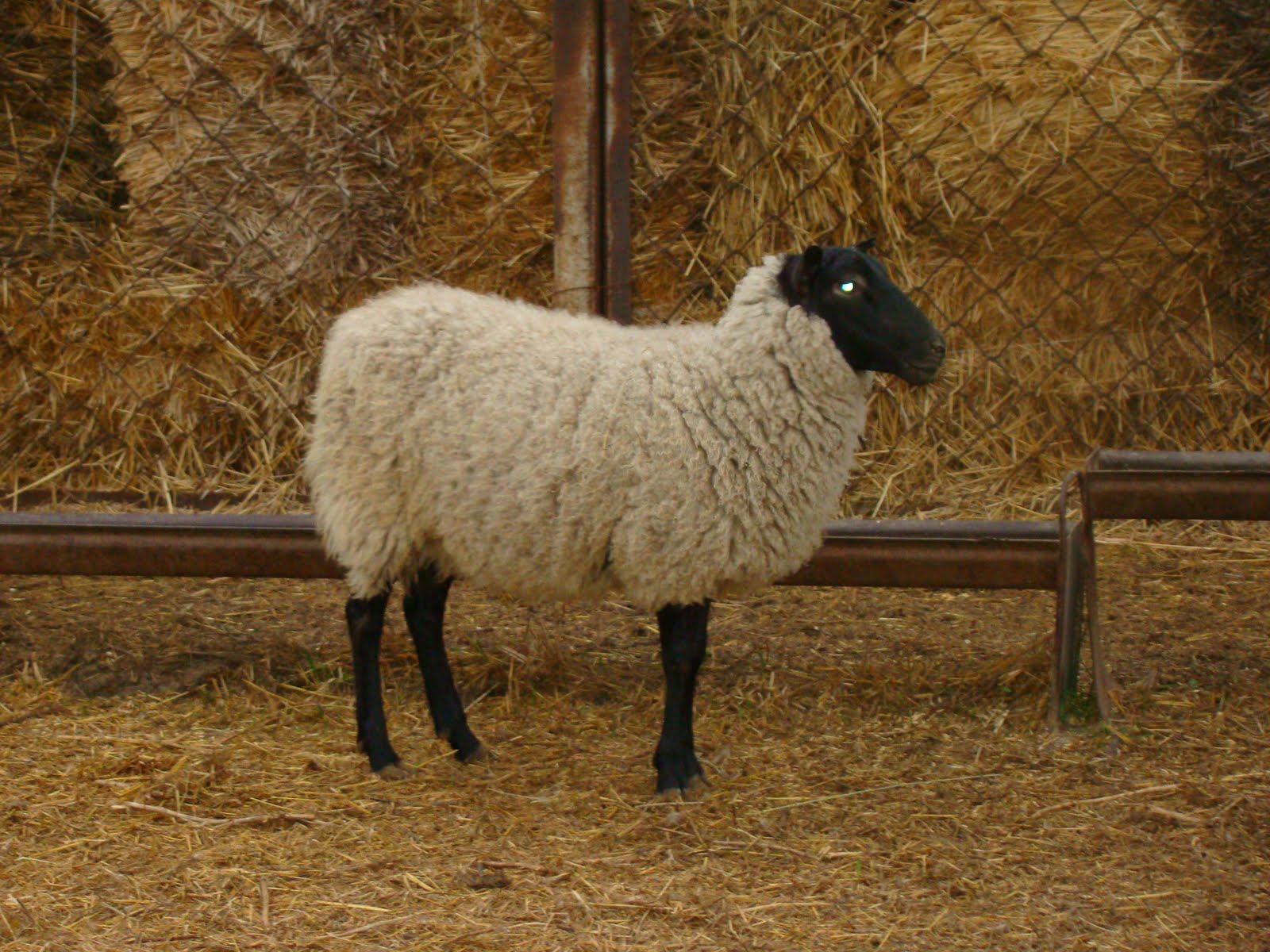 Романовская порода баранов. Грубошерстные породы овец Романовская. Романовская овца откормочная. Романовская порода овец.