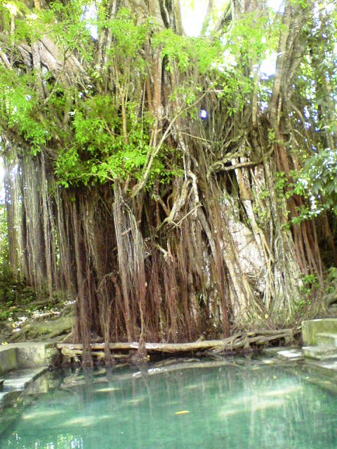 Enchanted Balete