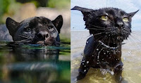 Los gatos negros son panteras en miniaturas