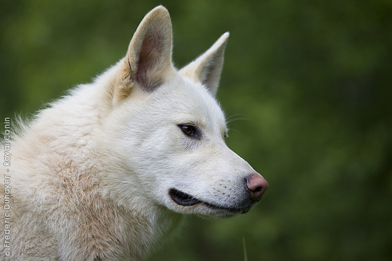 east siberian laika east siberian laika