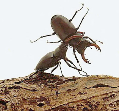Gambar kumbang badak