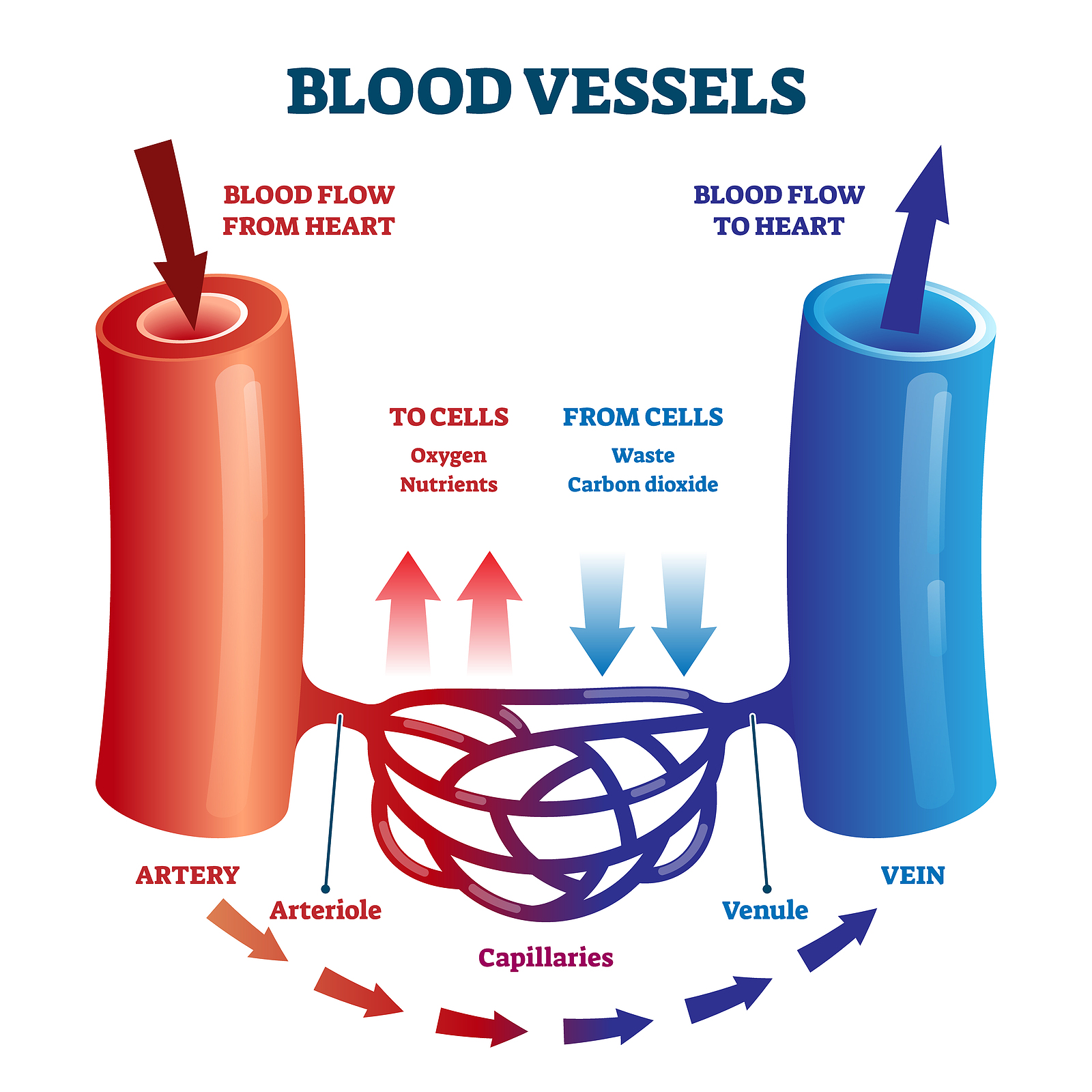 How Blood Flows Through The Body Moomoomath And Science