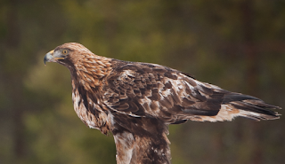 Águila real (Aquila chrysaetos) 300 km alcanza