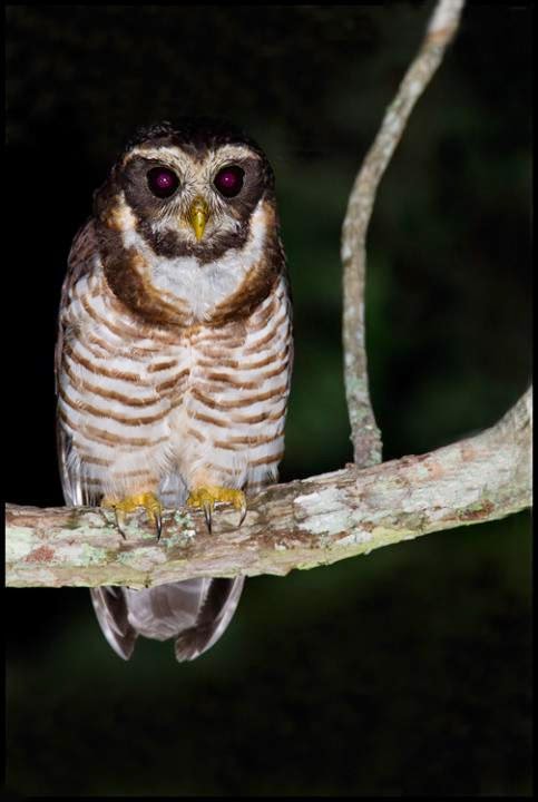 Tierra de lechuzas, búhos, mochuelos, autillos, cárabos Lechuzón