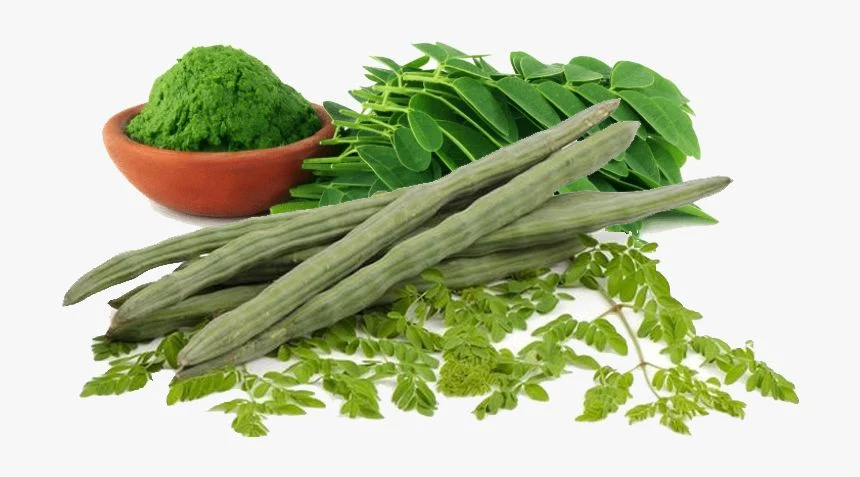 15 Benefícios da Moringa Oleifera à Saúde