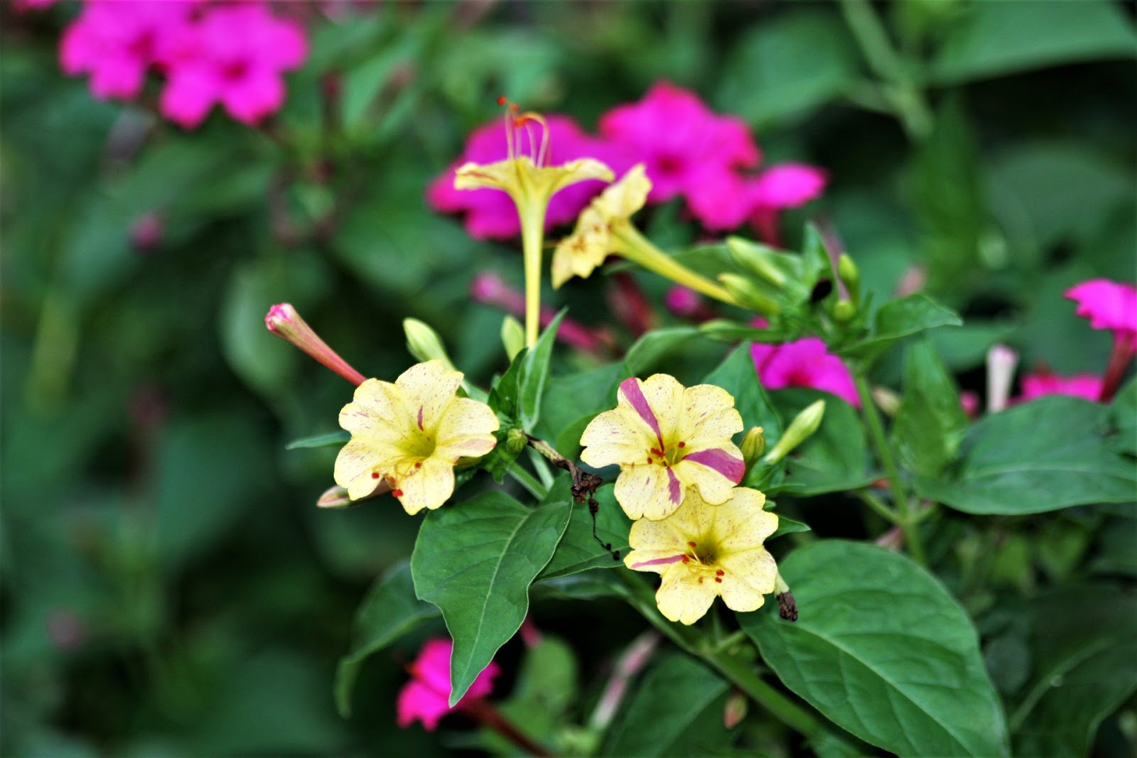 40 Best Garden Poisonous Plants Images Poisonous Plants